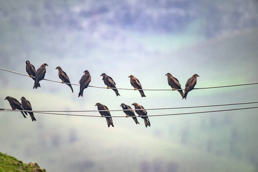 Black-eared Kite