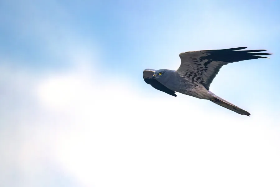 Montagu’s Harrier