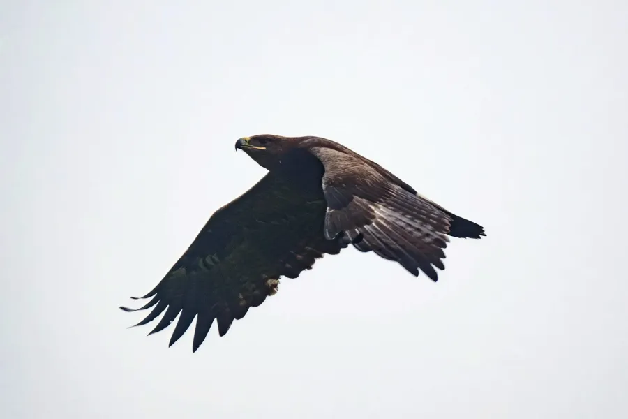 Steppe Eagle