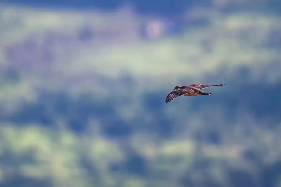 Lanner Falcon