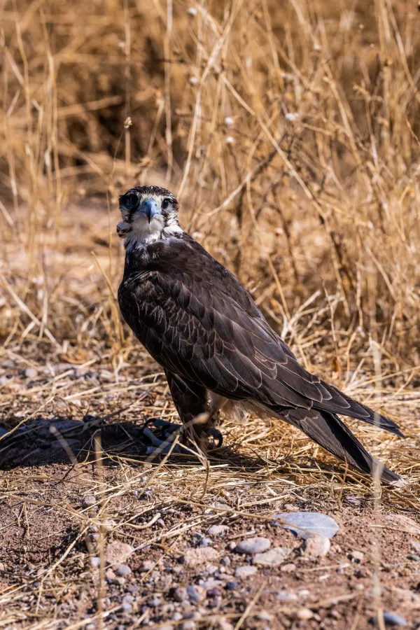 Saker Falcon