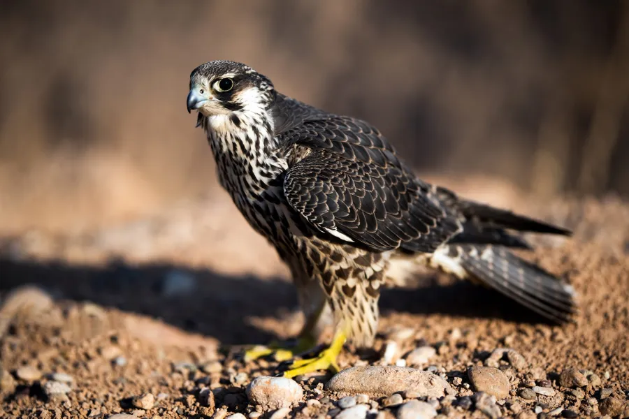 Peregrine Falcon