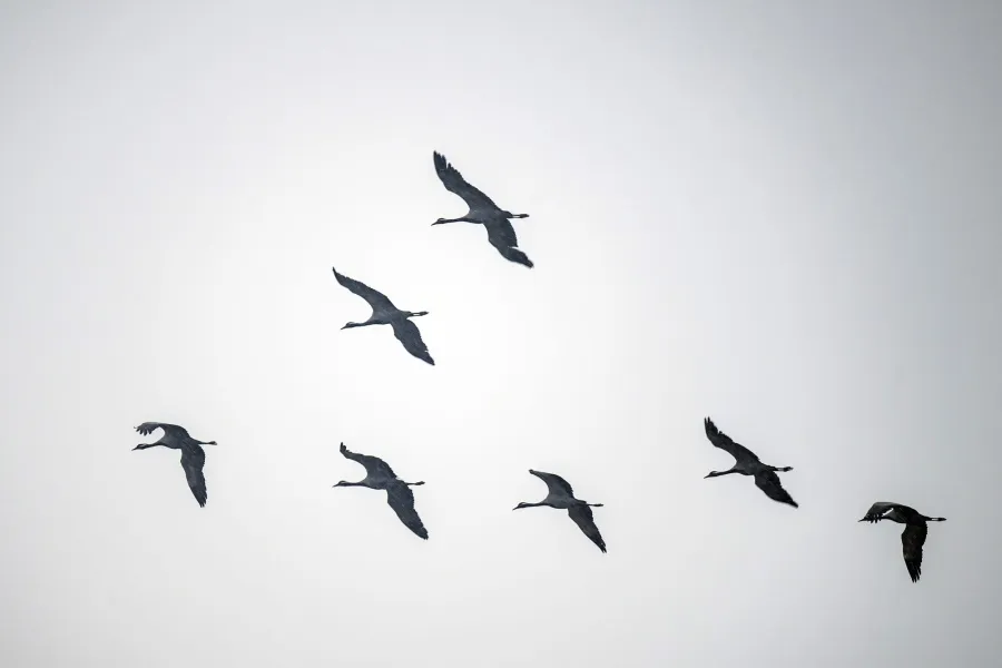 Demoiselle Crane