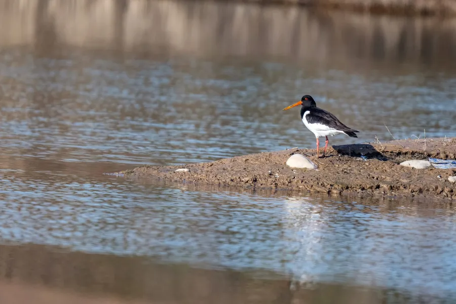 Eurasian Oystercatcher