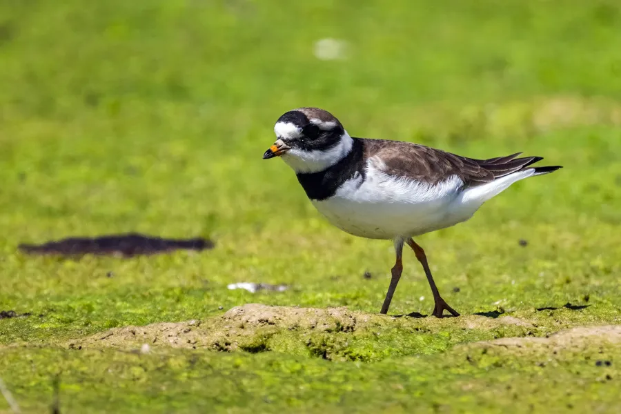 Common Ringed Plover