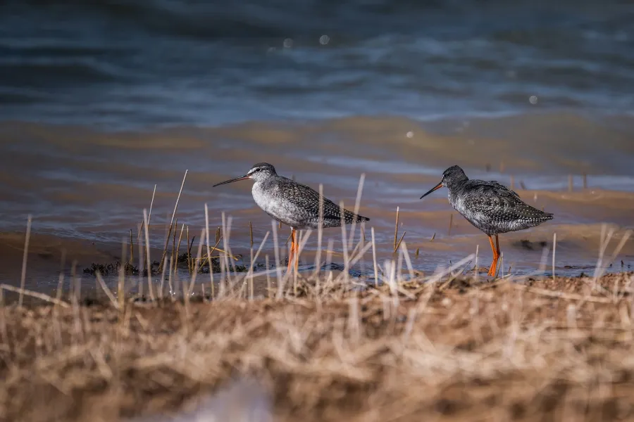 Spotted Redshank