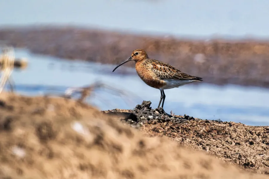 Curlew Sandpiper