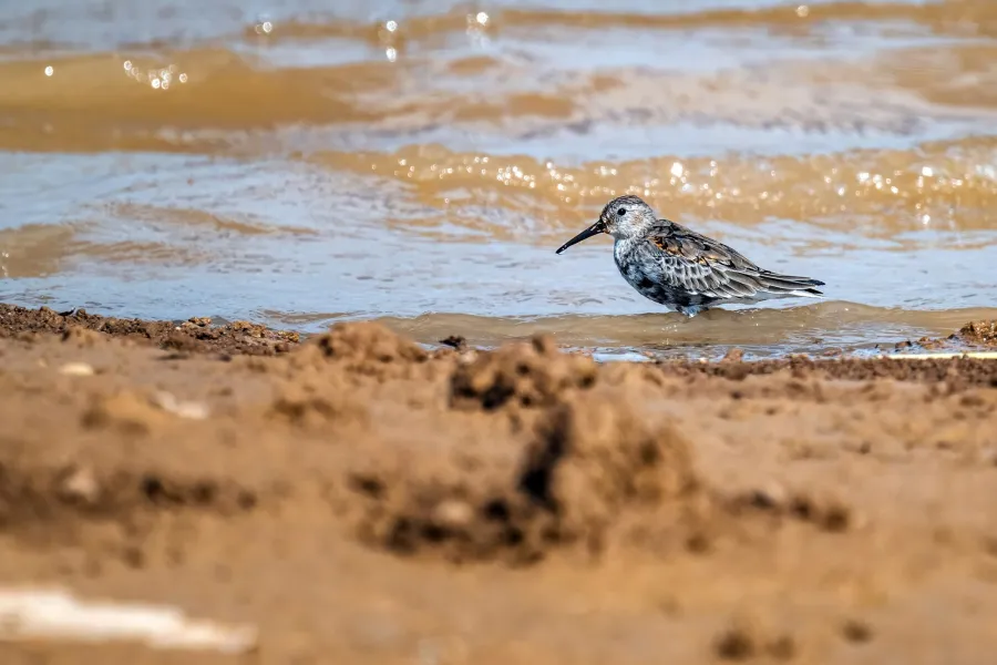 Dunlin
