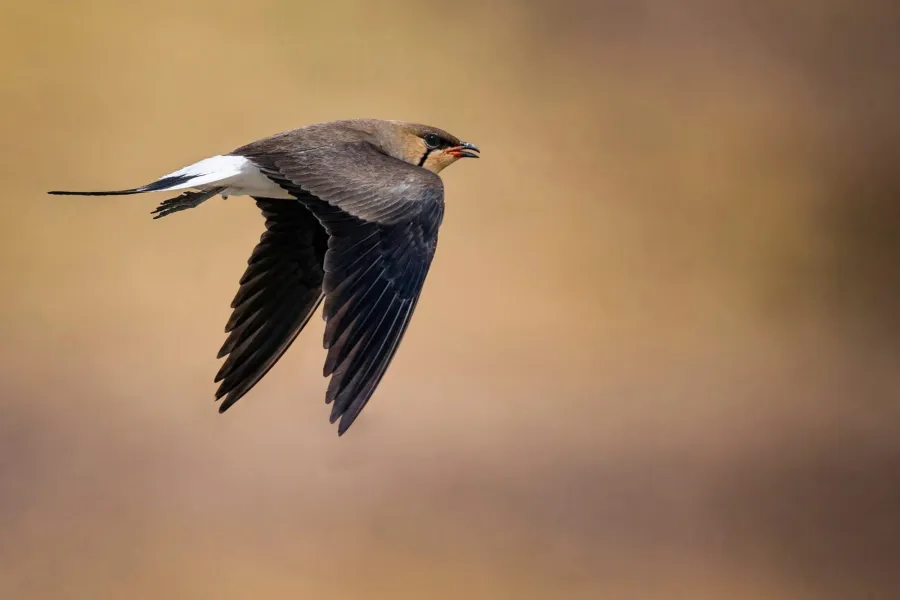 Black-winged Pratincole