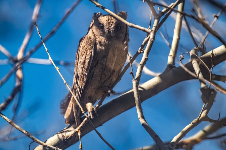Pallid Scops Owl