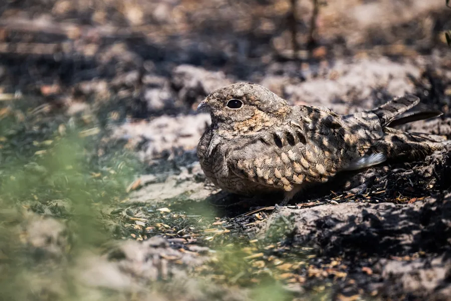 Egyptian Nightjar