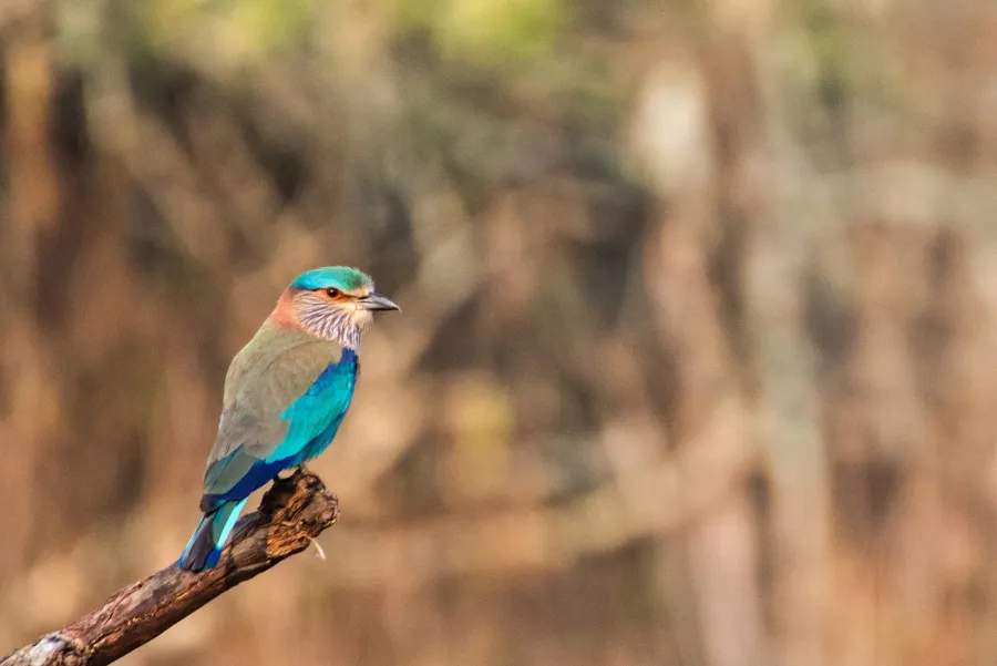 Indian Roller