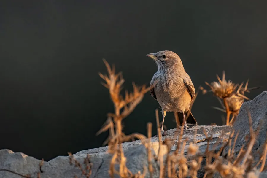 Desert Lark