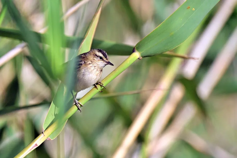 Sedge Warbler