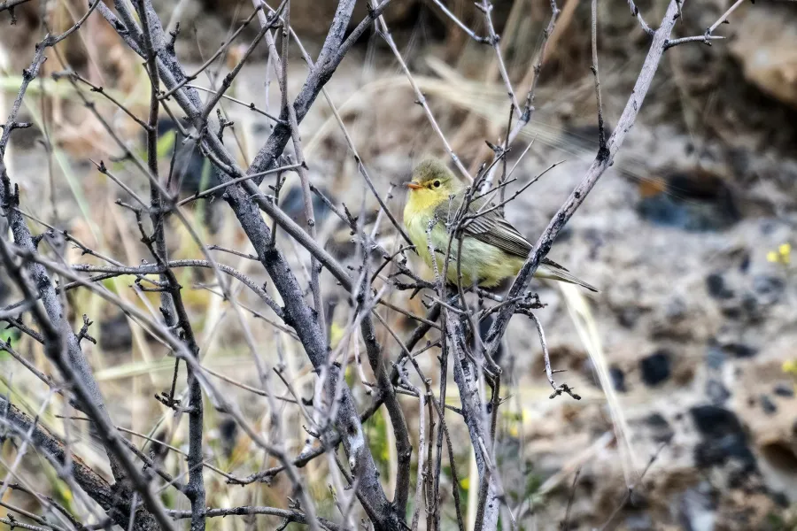 Icterine Warbler