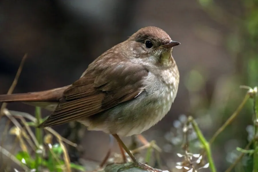 Thrush Nightingale