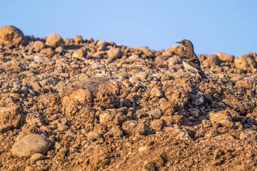 Desert Wheatear