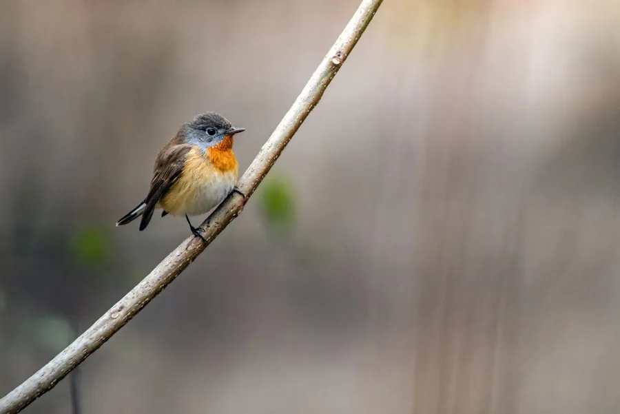 Red-breasted Flycatcher