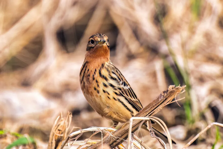 Red-throated Pipit
