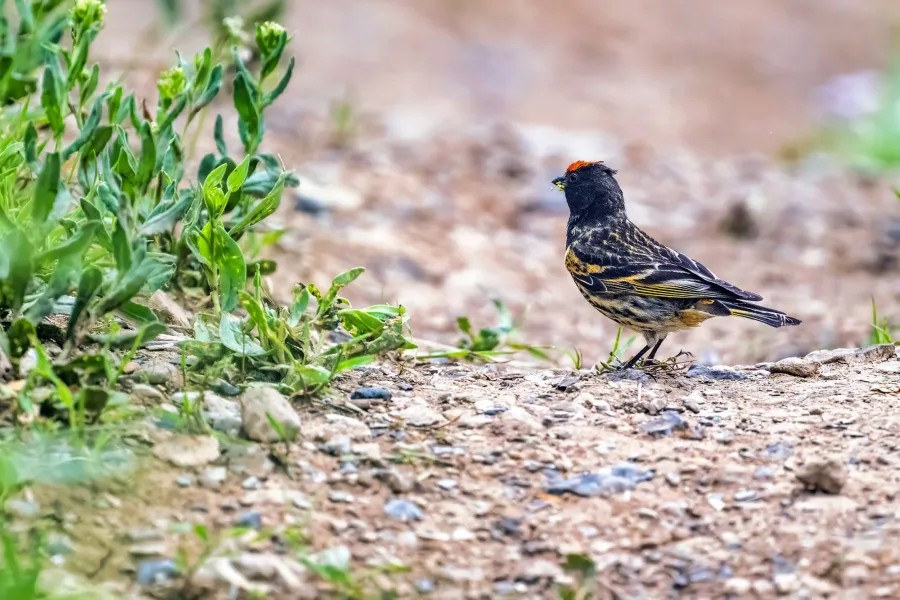 Red-fronted Serin