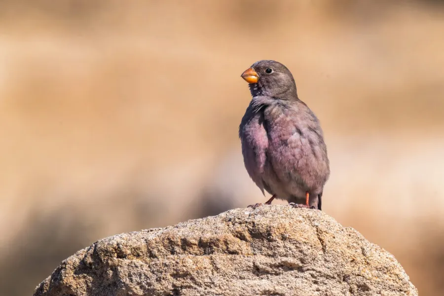 Trumpeter Finch
