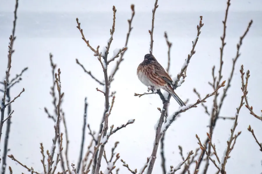 Pine Bunting
