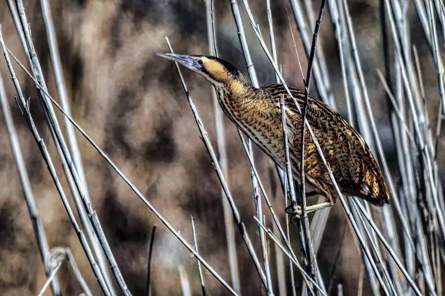 Eurasian Bittern