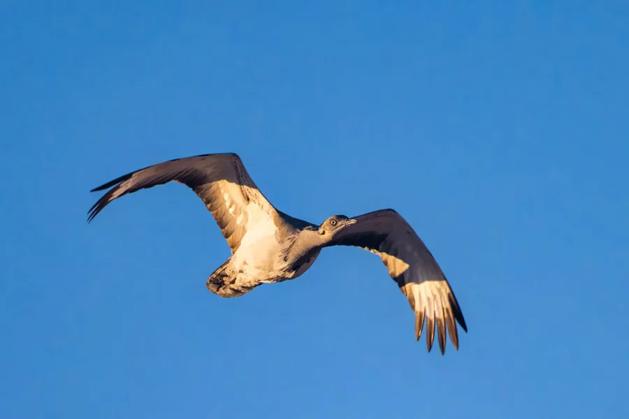 Macqueen’s Bustard