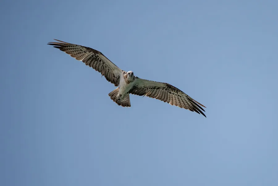Western Osprey