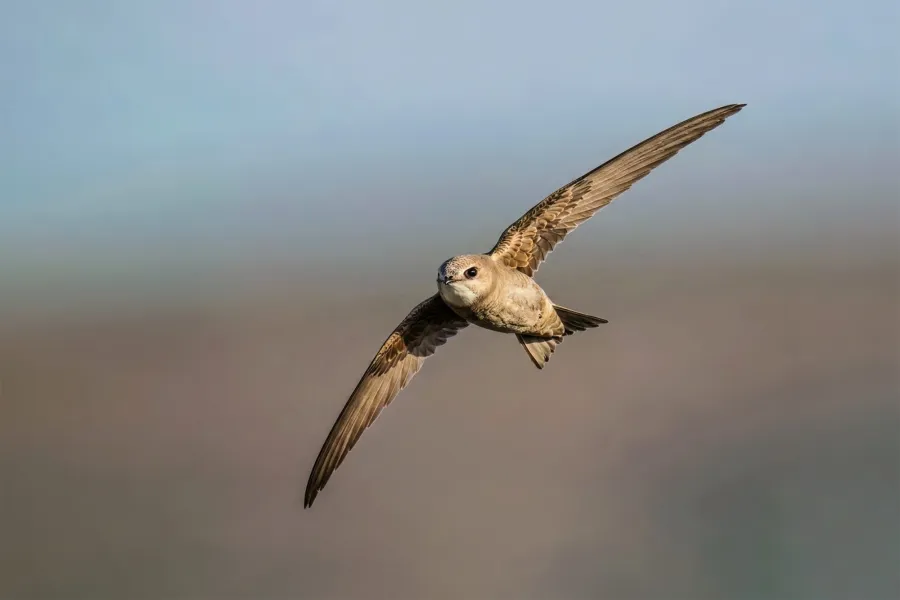 Pallid Swift