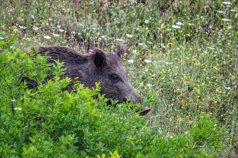Wild Boar