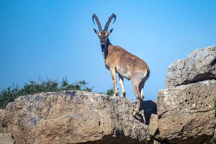 Wild Goat