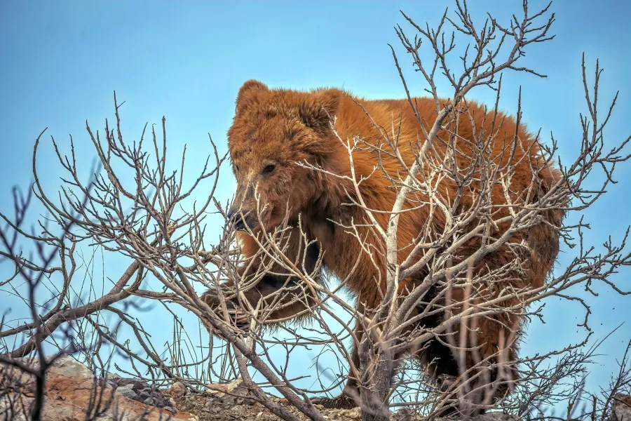 Brown Bear
