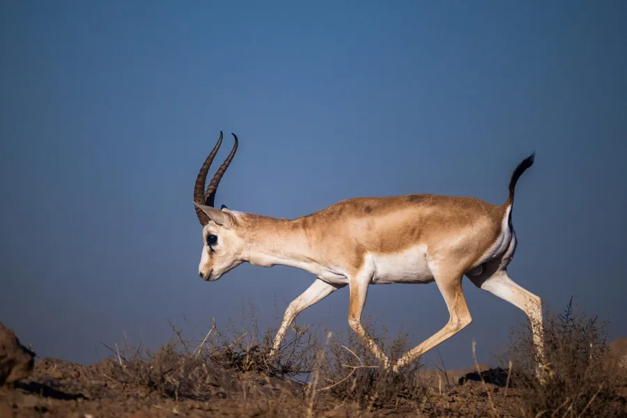 Goitered Gazelle