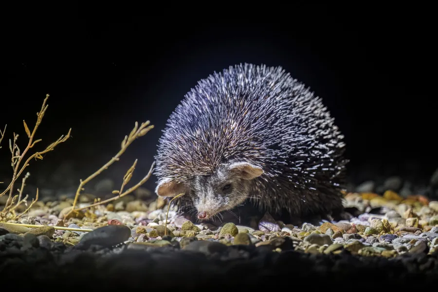 Long-eared hedgehog