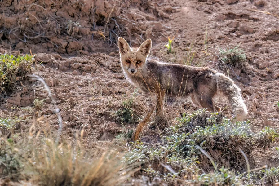 Red Fox