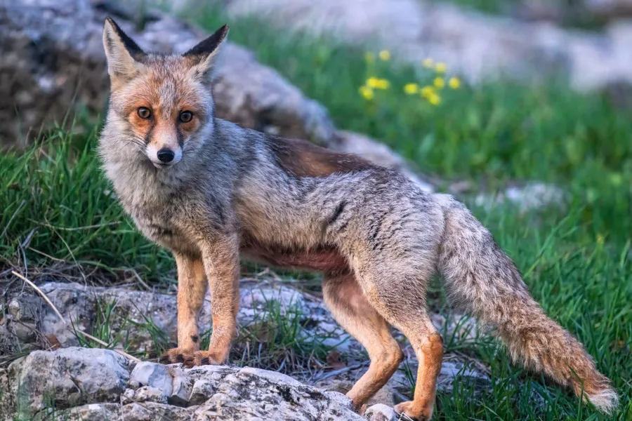 Red Fox