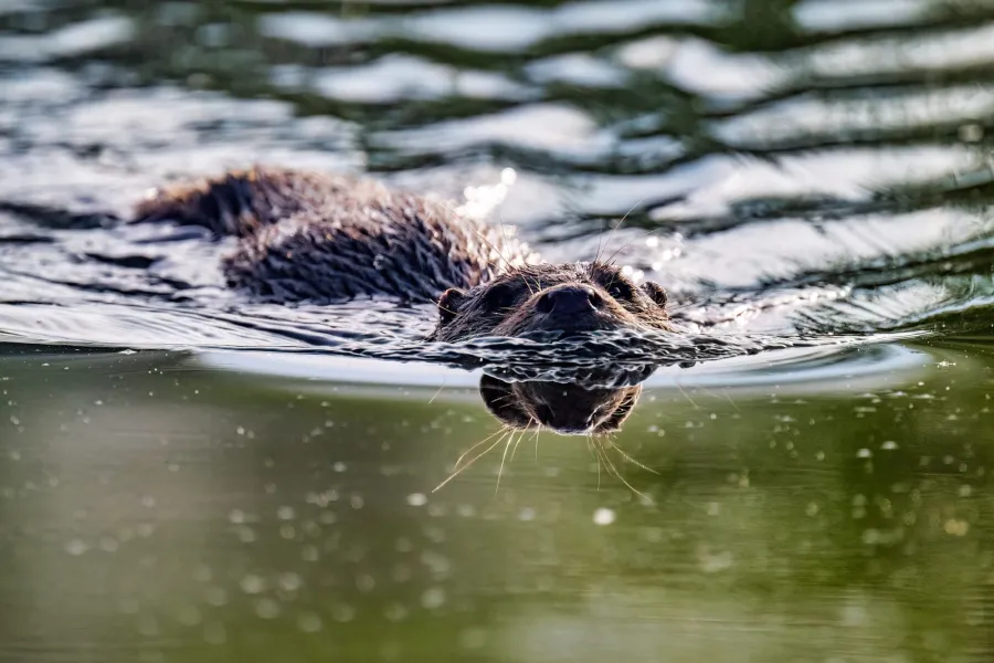Eurasian  Otter