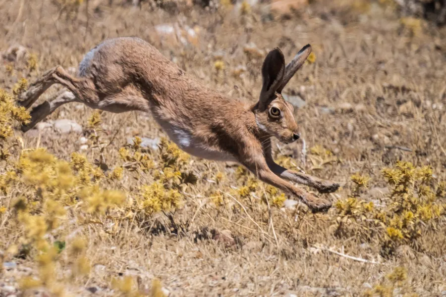 European Hare