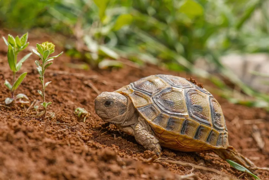 Greek tortoise