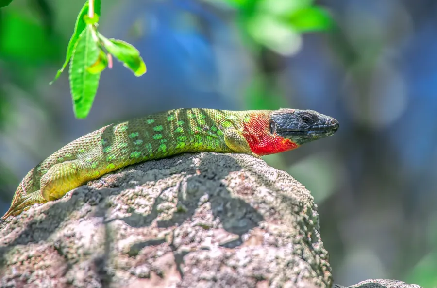 Three-line Lizard, Giant Green Lizard