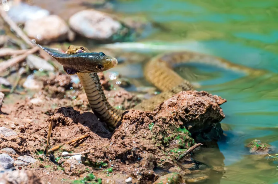 Dice Snake