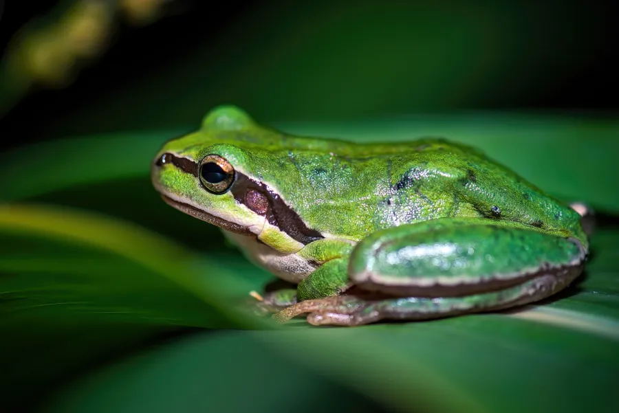 Middle East tree frog, Savigny’s tree frog