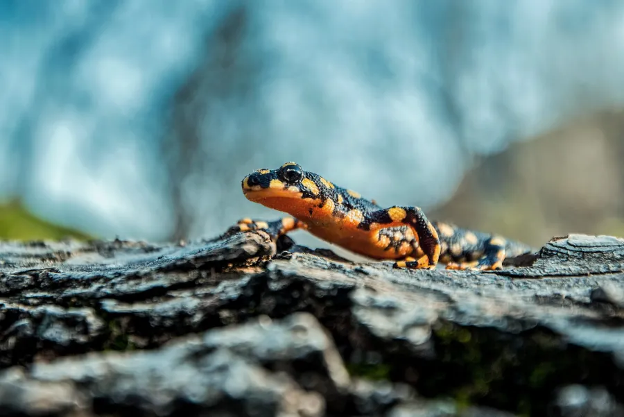 Oriental fire salamander