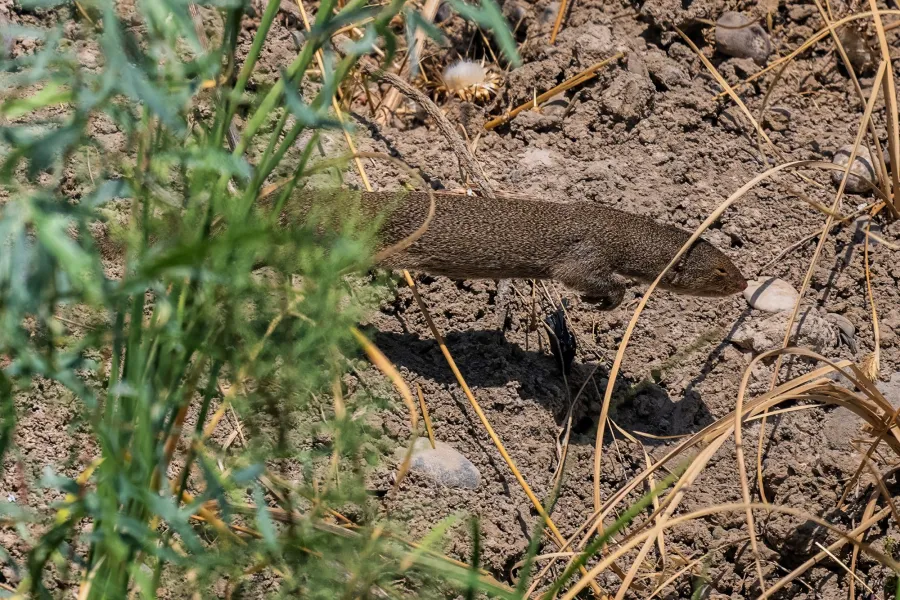 Indian Grey Mongoose