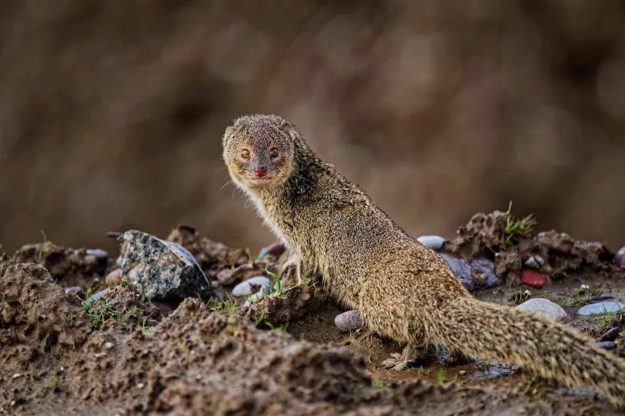Indian Grey Mongoose