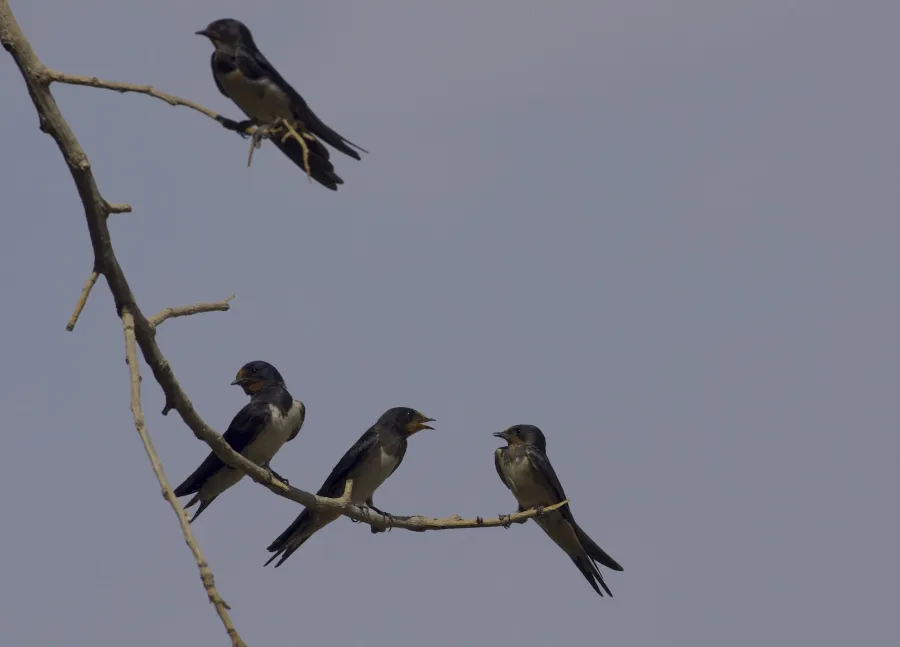 Barn Swallow