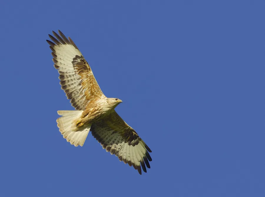 Long-legged Buzzard