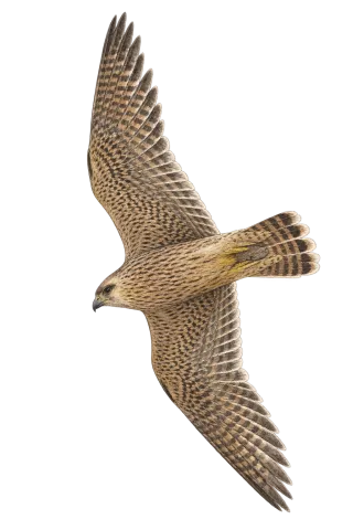 Barbary Falcon