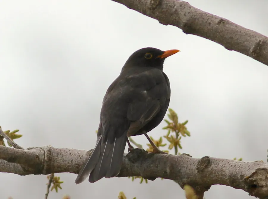 Eurasian Blackbird